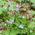 Polemonium reptans