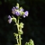 Polemonium boreale 'Heavenly Habit'