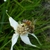 Pollinator in June in Wilma, Florida