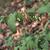 Polygonatum spp.