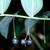 Polygonatum spp.