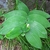 Green leaves on a single plain