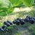 Dangling purple berries