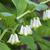Polygonatum biflorum