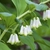 Dangling white bell-shaped flowers in leaf axils
