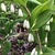 Polygonatum odoratum var. thunbergii 'Variegatum', flower, sprin