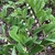 Polygonatum odoratum var. thunbergii 'Variegatum', form, spring,