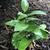 P. odoratum 'Goldilocks', late spring, Wake County, NC