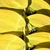 Yellow fall Leaf Color