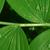 Leaf arrangement is alternate