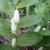 Polygonatum humile