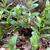 Polygonatum humile-April-DavidsonCo-Kathy Sill-ccby40