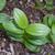 Polygonatum humile