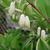 flowers and stems