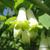 Close up of flower