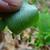 Hairs on underside of leaf