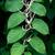 Alternate leaves