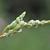 Silver Lace Vine