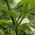 Stem and Leaves