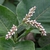 Flower and Leaves