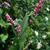 Flowers of P. persicaria