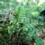 Fronds