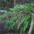 Fronds