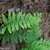 a fern with deeply divided fronds.