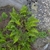a fern with deeply divided fronds.
