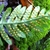 Underside of frond showing rows of round sori.