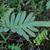 Polypodium aureum