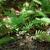 Polypodium virginianum