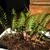Polypodium virginianum