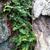 Polypodium virginianum