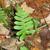 Polypodium virginianum
