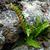 Polypodium virginianum