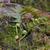 Polypodium virginianum