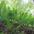 Stand of erect, coarsely pinnatisect fronds in a woodland.