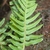 Single frond showing pinnatisect blade.