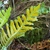 Underside of frond with rows of yellowish orange sori.