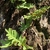 Erect, pinnatisect fronds growing from a wiry rhizome.