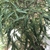 Finely divided leaves of a potted plant
