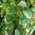 Variegated leaves