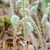 Fiddleheads covered with silvery scales.