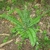 Rosette fern.