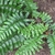 Pinnate fronds of varying lengths.