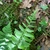 Polystichum acrostichoides fronds