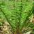 Polystichum braunii