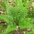 Polystichum braunii