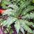 Polystichum braunii
